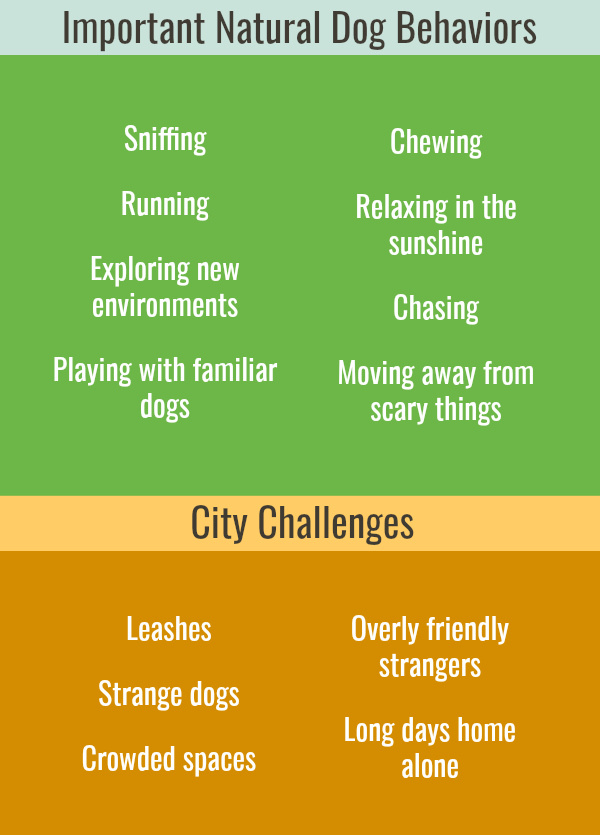 Natural dog behaviors and city challenges